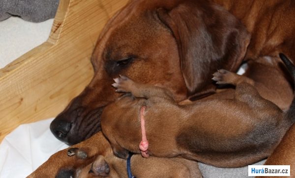 detailní fotografie