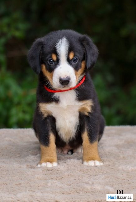 detailní fotografie