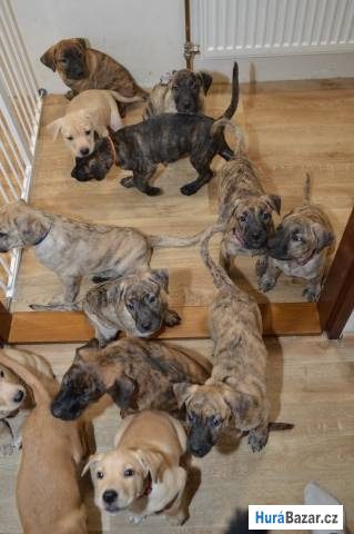 detailní fotografie