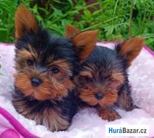 detailní fotografie