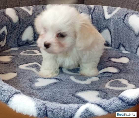 detailní fotografie