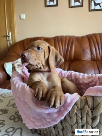 detailní fotografie