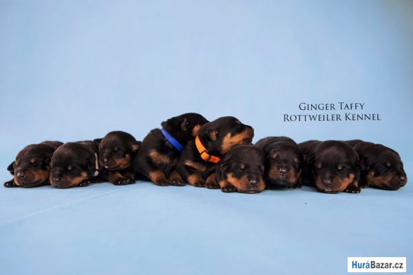 detailní fotografie