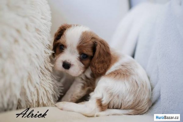 detailní fotografie