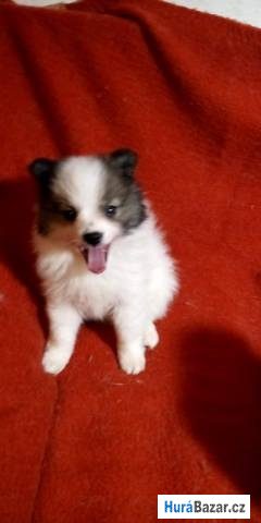 detailní fotografie