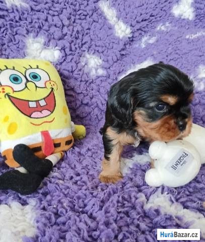 detailní fotografie