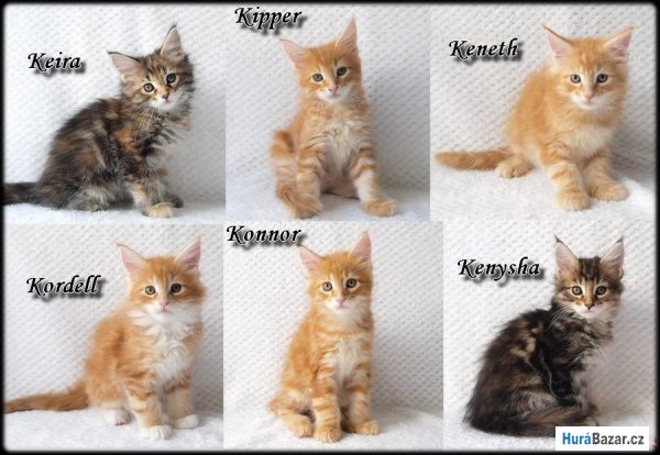 detailní fotografie