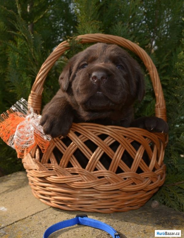 detailní fotografie