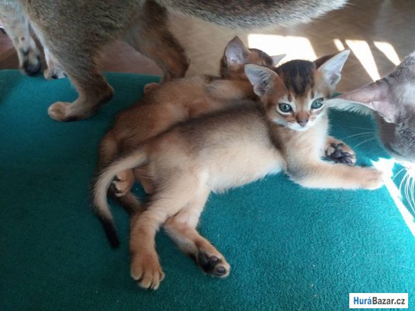 detailní fotografie