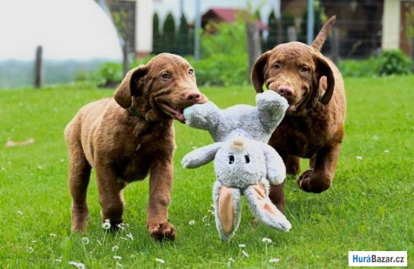 detailní fotografie