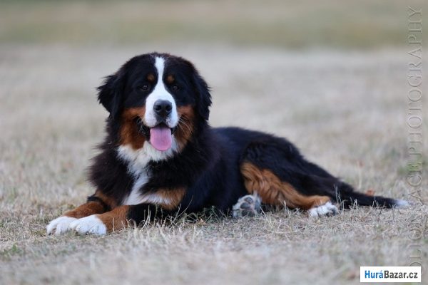 detailní fotografie