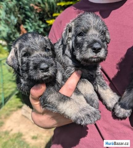 detailní fotografie