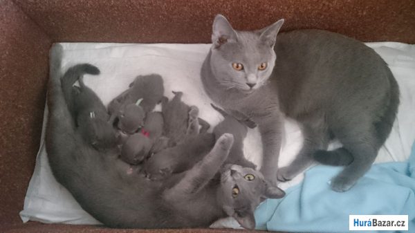 detailní fotografie