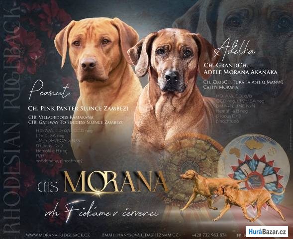 detailní fotografie