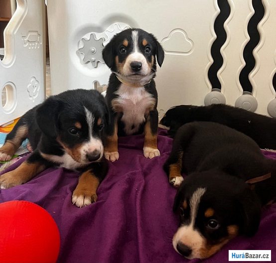 detailní fotografie