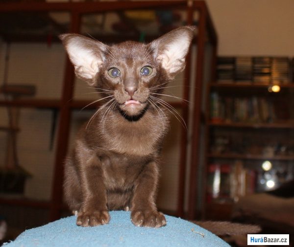 detailní fotografie