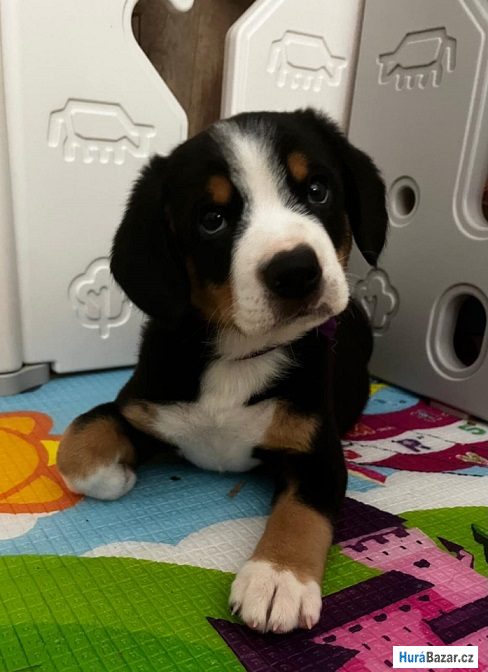 detailní fotografie