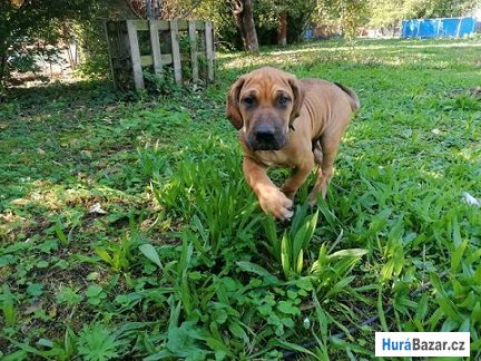 detailní fotografie