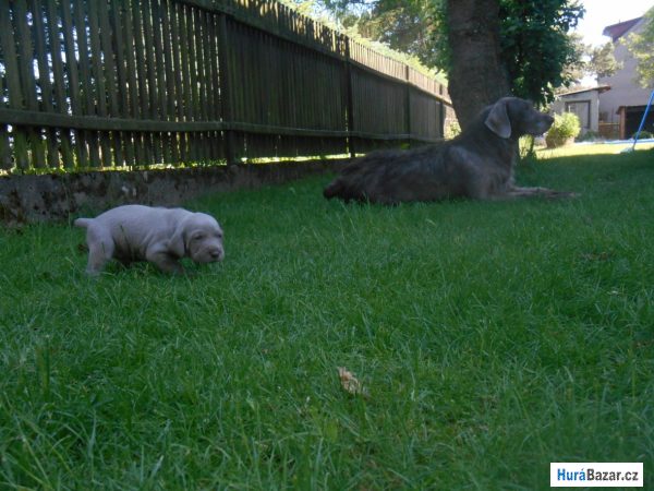 detailní fotografie