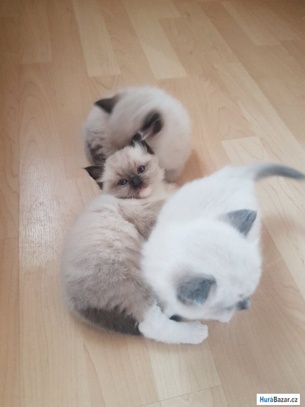 detailní fotografie