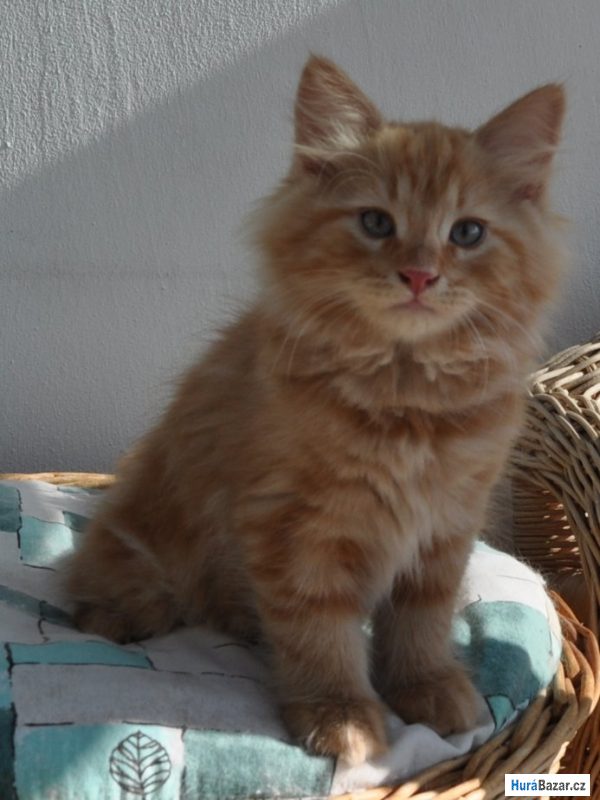 detailní fotografie