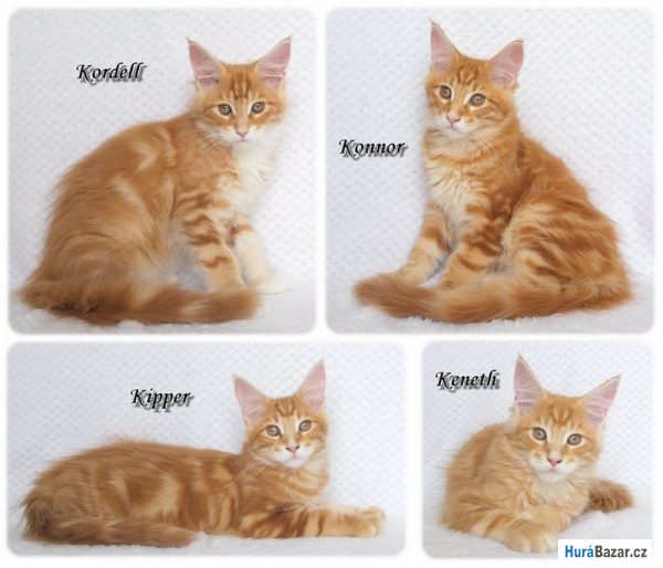 detailní fotografie