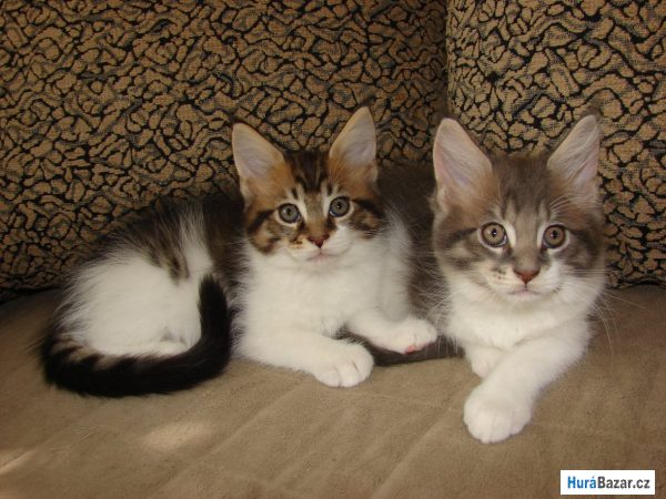 detailní fotografie