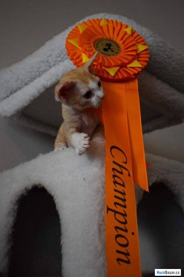 detailní fotografie