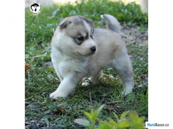 detailní fotografie