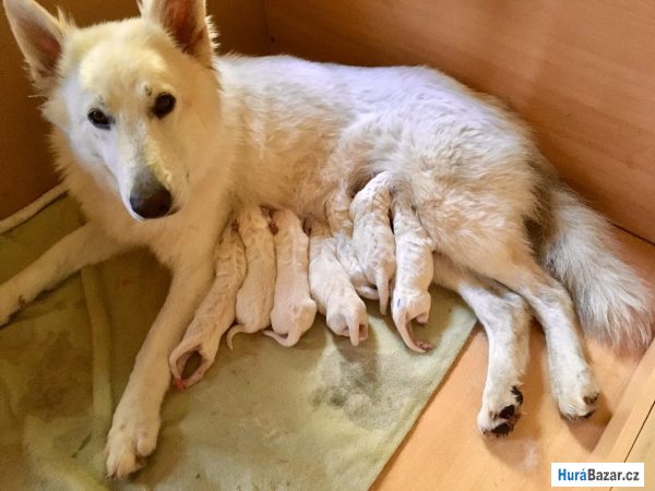 detailní fotografie