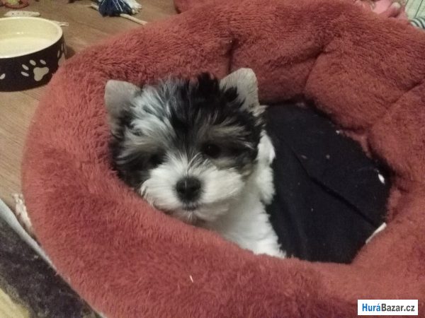 detailní fotografie