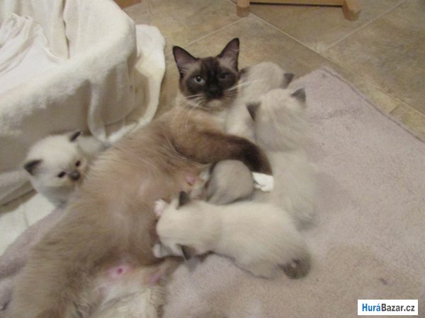 detailní fotografie