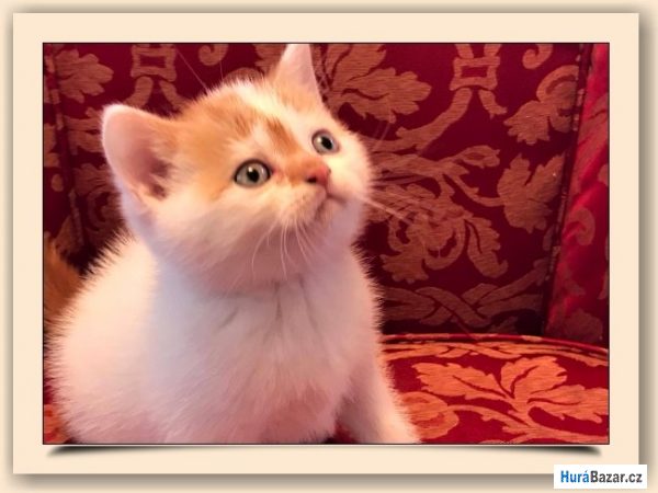 detailní fotografie