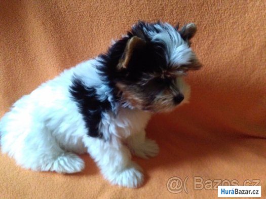 detailní fotografie