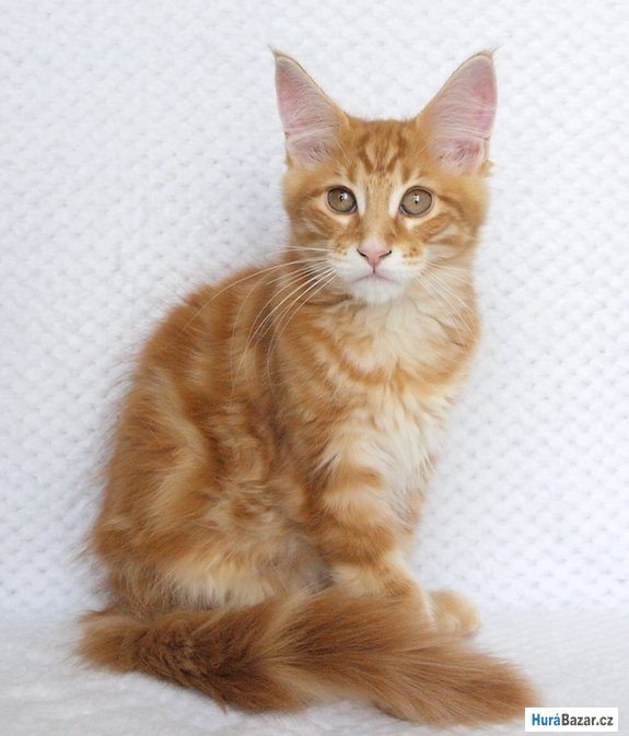 detailní fotografie