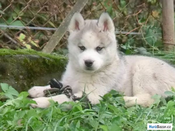 detailní fotografie