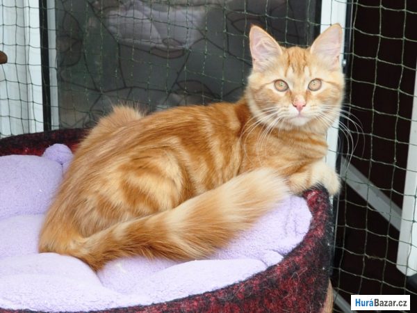 detailní fotografie