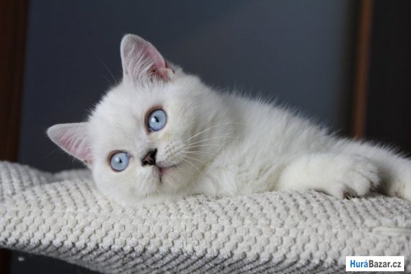 detailní fotografie