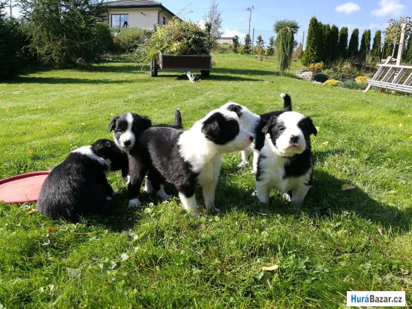 detailní fotografie