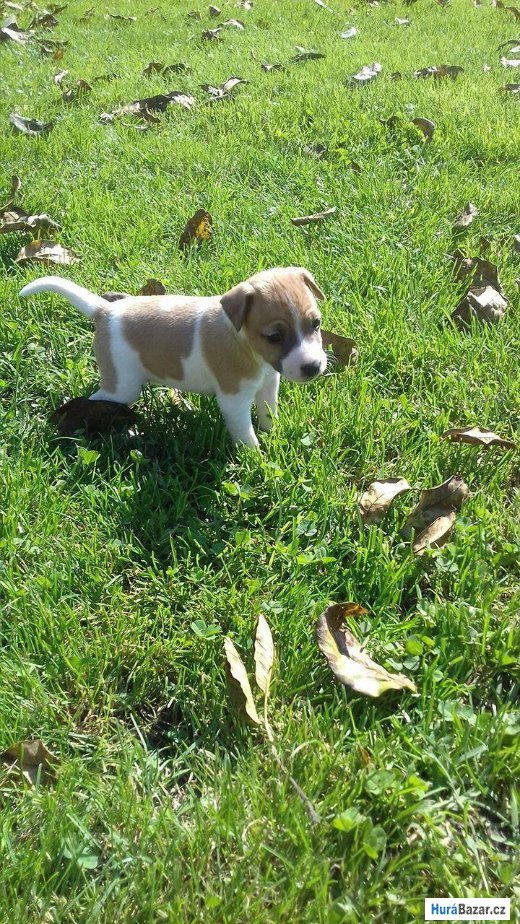 detailní fotografie