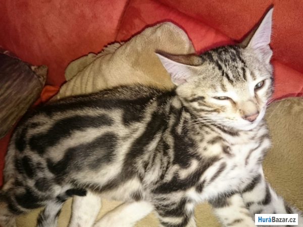 detailní fotografie