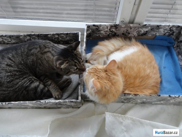 detailní fotografie