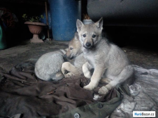 detailní fotografie