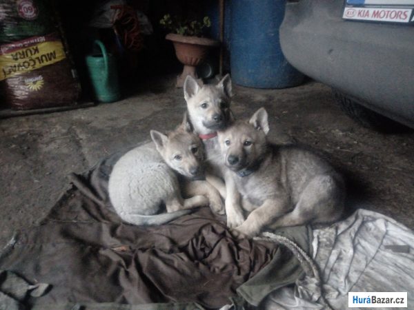 detailní fotografie