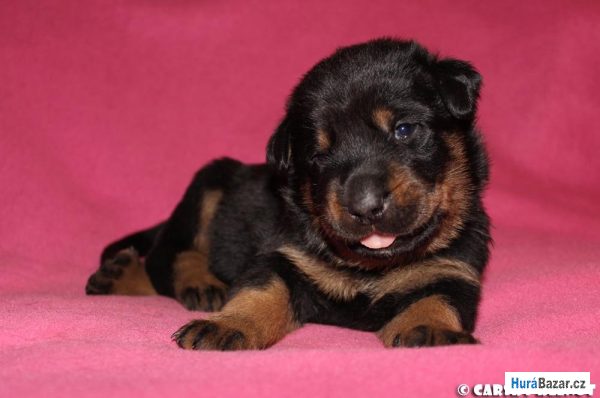 detailní fotografie