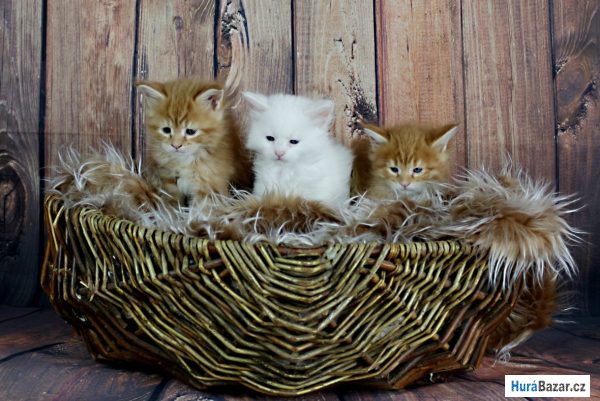 detailní fotografie