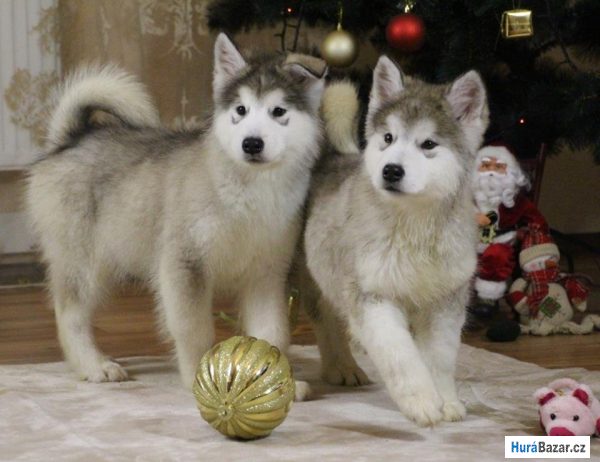 detailní fotografie