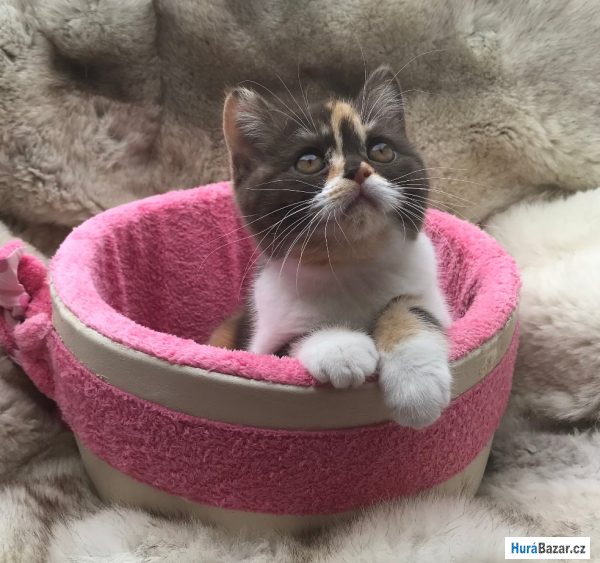 detailní fotografie