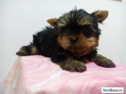 detailní fotografie