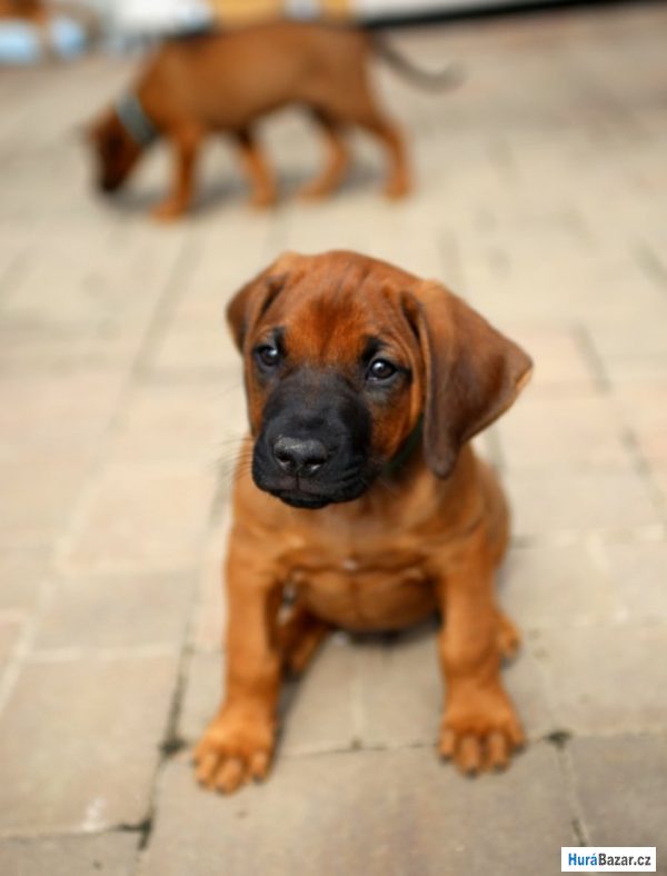 detailní fotografie